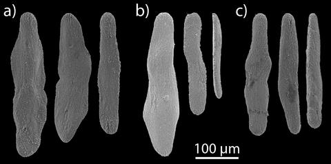 Sclerites a) branch coenenchyme, b) body wall, and c) tentacles. Unpublished plate (do not use w/out permission).