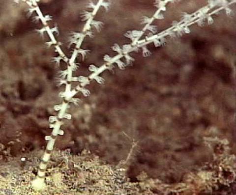 Bamboo Coral